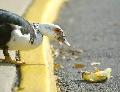 Patos