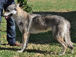 Cães