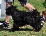 Cães