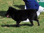 Cães