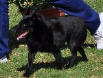 Cães