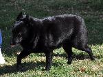 Cães