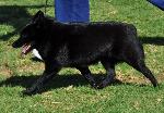 Cães