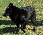 Cães