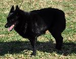 Cães