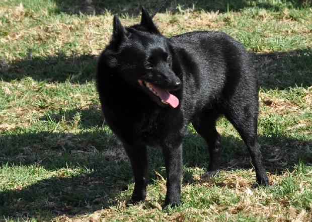 Schipperke