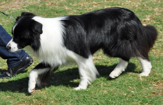 Border Collie