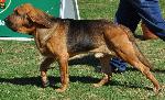 Cães