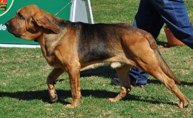 Cão de Santo Huberto