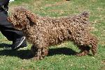 Cães