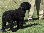 Cães