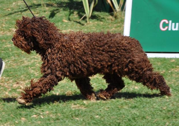 Cão de Água Espanhol
