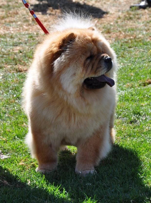 Chow Chow