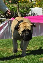 Cães
