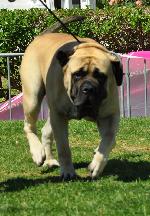 Cães