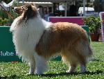 Cães