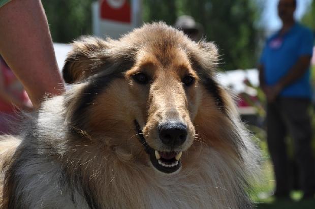 Collie de Pêlo Comprido
