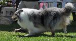 Criadores de cães Collie de Pêlo Comprido