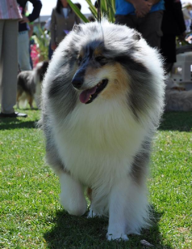 Collie de Pêlo Comprido