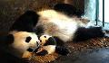 Pandas