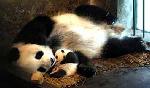 Santuário apresenta doze crias de panda de uma vez