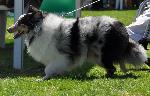 Cães