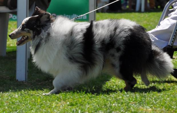 Cão de Pastor das Shetland