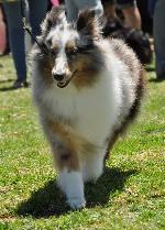 Cães