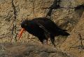 Ostraceiro