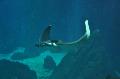 Manta-diabo