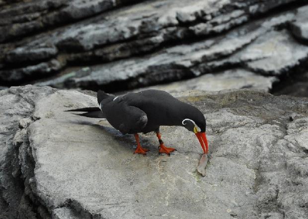 Andorinha-do-mar-Inca