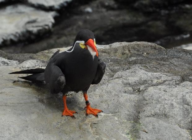 Andorinha-do-mar-Inca