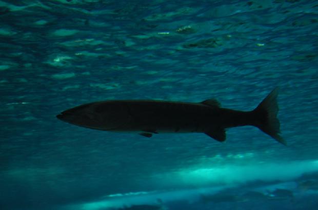 Barracuda
