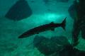 Barracuda