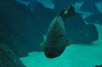 Garoupa-gigante <i>(Epinephelus lanceolatus)</i>