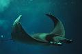 Manta-diabo