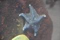 Estrela-do-mar-morcego