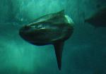 Peixe-lua <i>(Mola mola)</i>