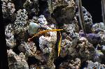Marinha-de-bandas-amarela <i>(Doryrhamphus pessuliferus)</i>