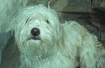 Cães