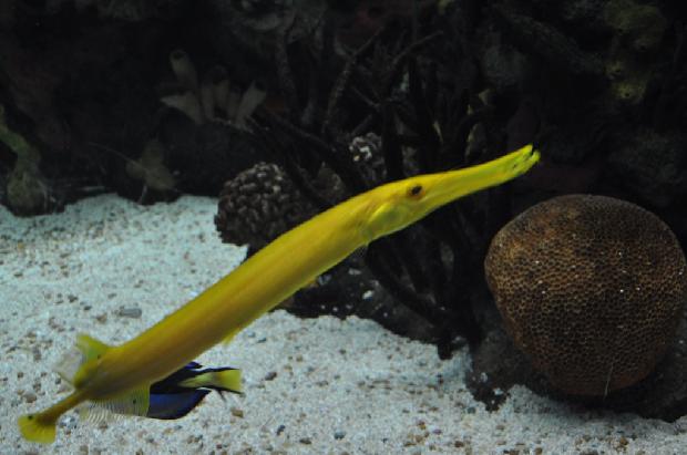 Peixe-trombeta
