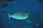 Unicórnio <i>(Naso brevirostris)</i>