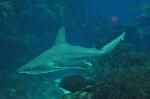 Tubarão-corre-costa <i>(Carcharhinus plumbeus)</i>