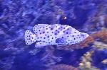 Garoupa-de-bossa <i>(Cromileptes altivelis)</i>