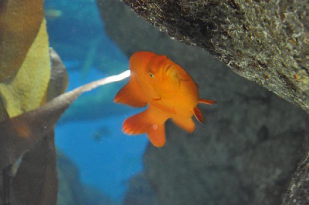 Garibaldi