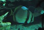 Peixe-morcego-redondo <i>(Platax orbicularis)</i>