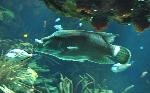 Peixe-Napoleão <i>(Cheilinus undulatus)</i>