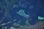 Borboleta-de-sela <i>(Chaetodon ephippium)</i>