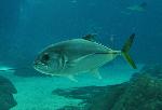 Xaréu <i>(Caranx latus)</i>