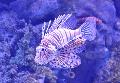 Peixe-dragão